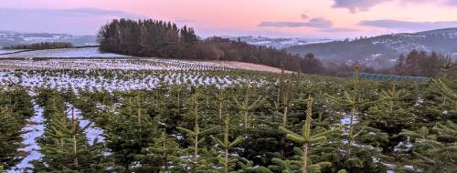 Christmas Tree Farm