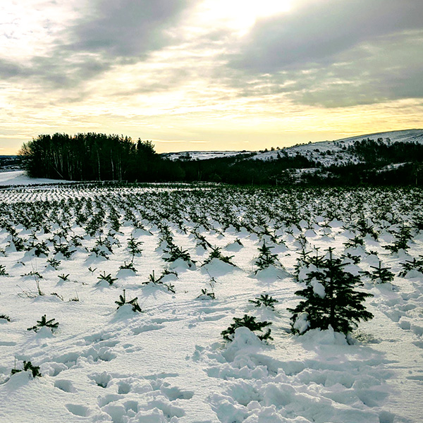 Nordmann Fir Christmas Trees in the snow