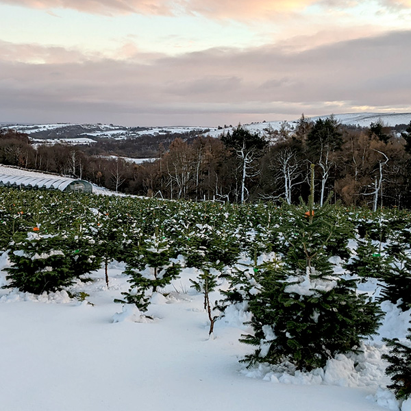 View of Christmas Trees in the snow