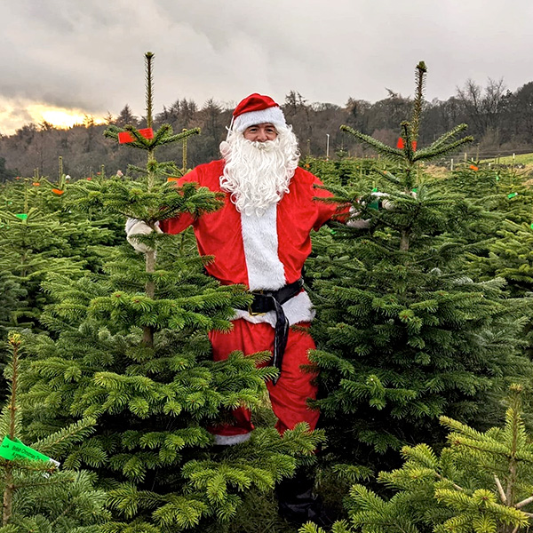 Father Christmas with his Christmas Trees