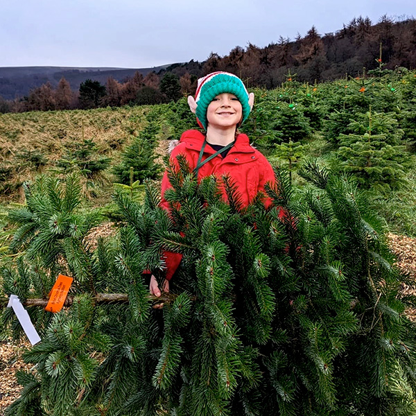 Freshly cut Christmas Trees