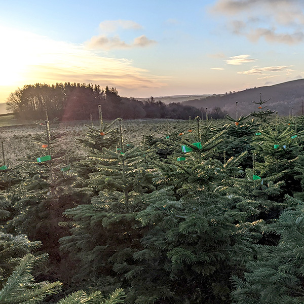 Nordmann Fir Christmas Tree Sunrise
