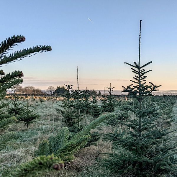 Nordmann Fir Christmas Trees