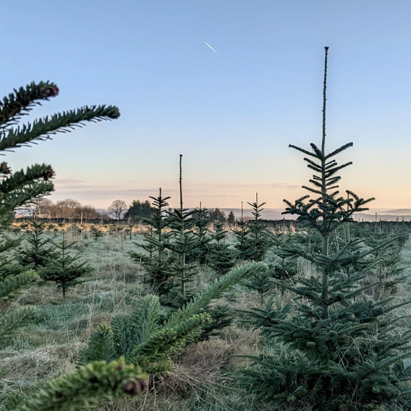 Fraser Fir Christmas Trees