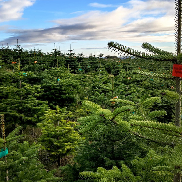 Sheffield Christmas Trees