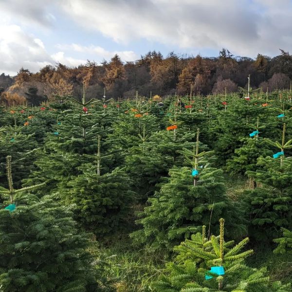Sheffield grown Nordmann Fir Christmas Trees