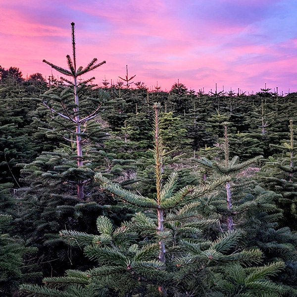 Sheffield Sunset over the Nordmann Fir Christmas Trees