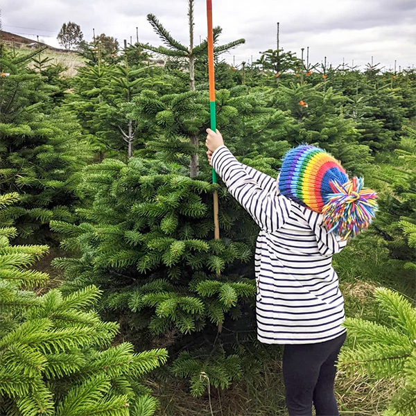 Measuring the Nordmann Firs